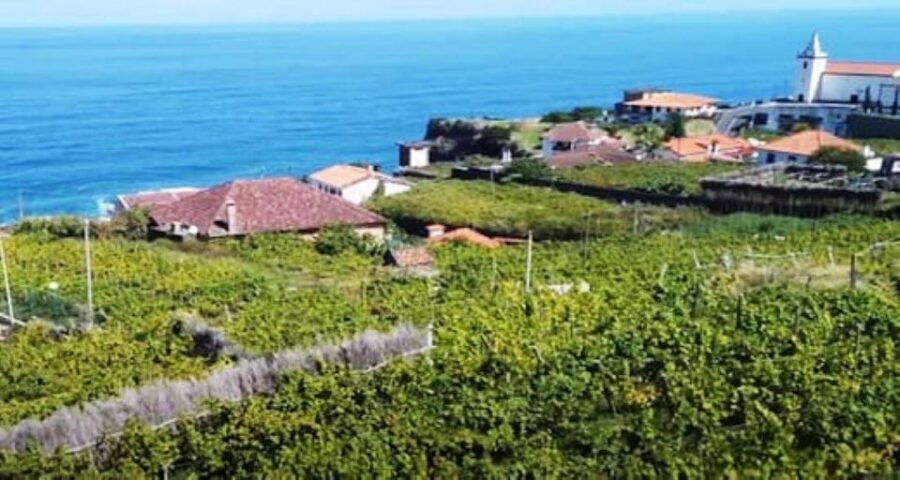 Visiting local Vineyard With Wine Tasting & Lunch included - Key Highlights You Should Plan Around