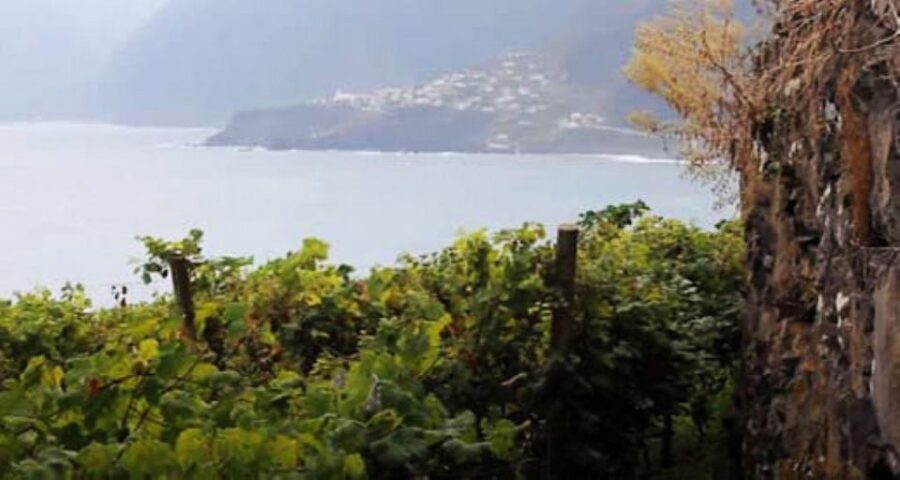 Visiting local Vineyard With Wine Tasting & Lunch included - Morning Pickup And A Small-Group Pace That Feels Relaxed