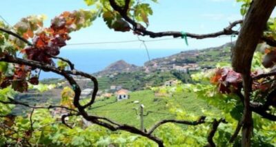 Visiting local Vineyard With Wine Tasting & Lunch included - Camara de Lobos Grapes And North-Coast Views From Stop One