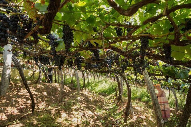 Visiting local Vineyard With Wine Tasting & Lunch included - Camara de Lobos Fortified Wine Lodge: The 1850 Barrels and a Classic Finale