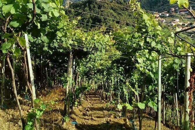 Visiting local Vineyard With Wine Tasting & Lunch included - Price And Value: Why $222.26 Can Make Sense for a Full Day