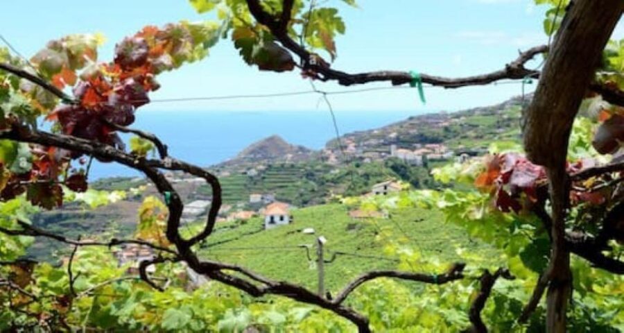 Visiting local Vineyard With Wine Tasting & Lunch included - Camara de Lobos Grapes And North-Coast Views From Stop One