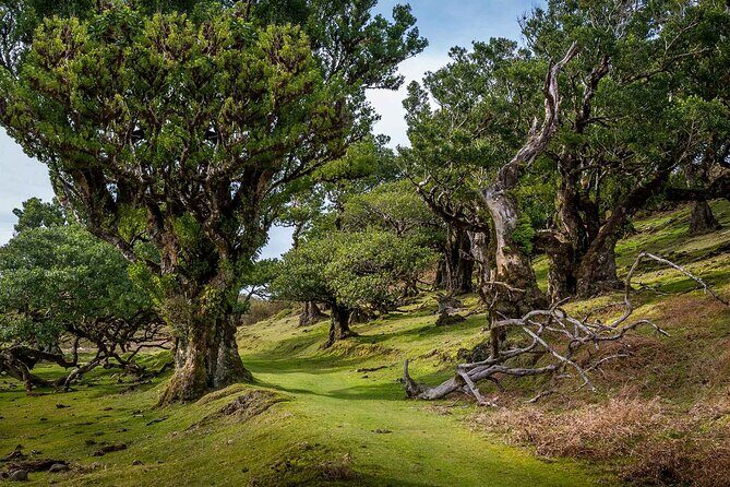 Walk - Levada of Alecrim - Key Things to Know Before You Go