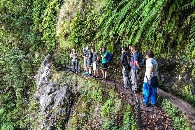 Walk with a local - Ancient endemic forest time: laurel trees, photos, and snack stops