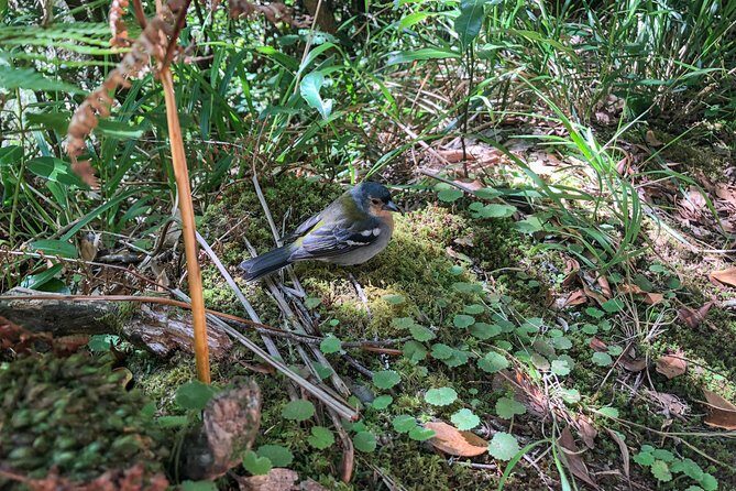 Walk with a local - Levada-style walking options you might experience