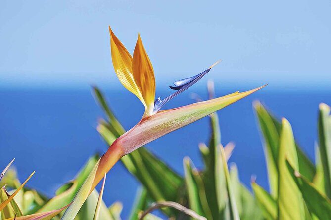 West of Madeira Private Full-Day Tour with Pickup from Funchal - Mobile ticket and the practical value of a private guide