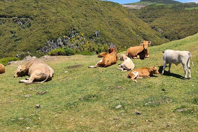 West of Madeira Private Half-Day Tour - Câmara de Lobos: fishing-bay charm and the poncha story