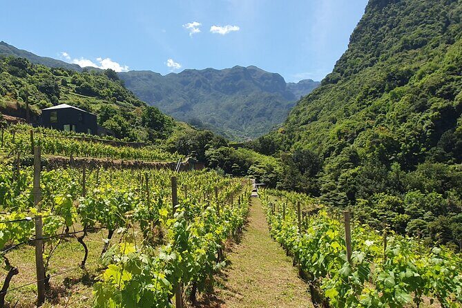 Wine Tasting Experience in Boaventura, Madeira North Coast - When weather or harvest timing affects your plans